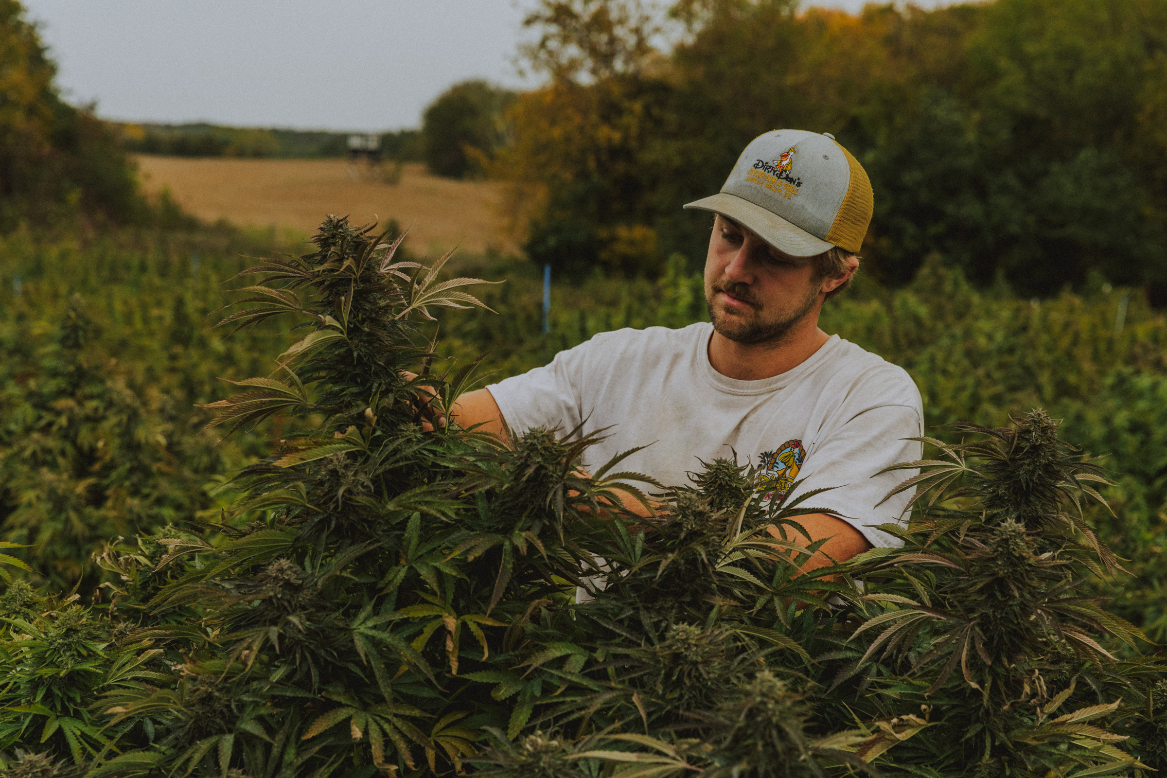 THC Basics: Understanding Cannabis